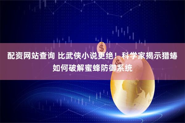配资网站查询 比武侠小说更绝！科学家揭示猎蝽如何破解蜜蜂防御系统