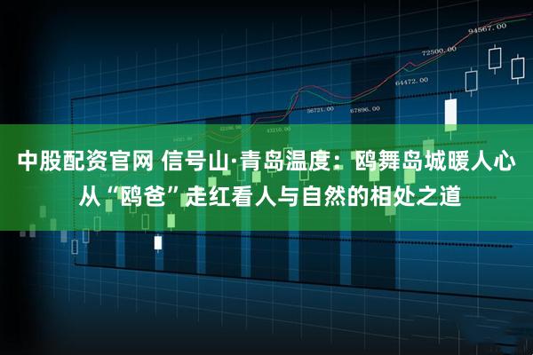 中股配资官网 信号山·青岛温度：鸥舞岛城暖人心 从“鸥爸”走红看人与自然的相处之道